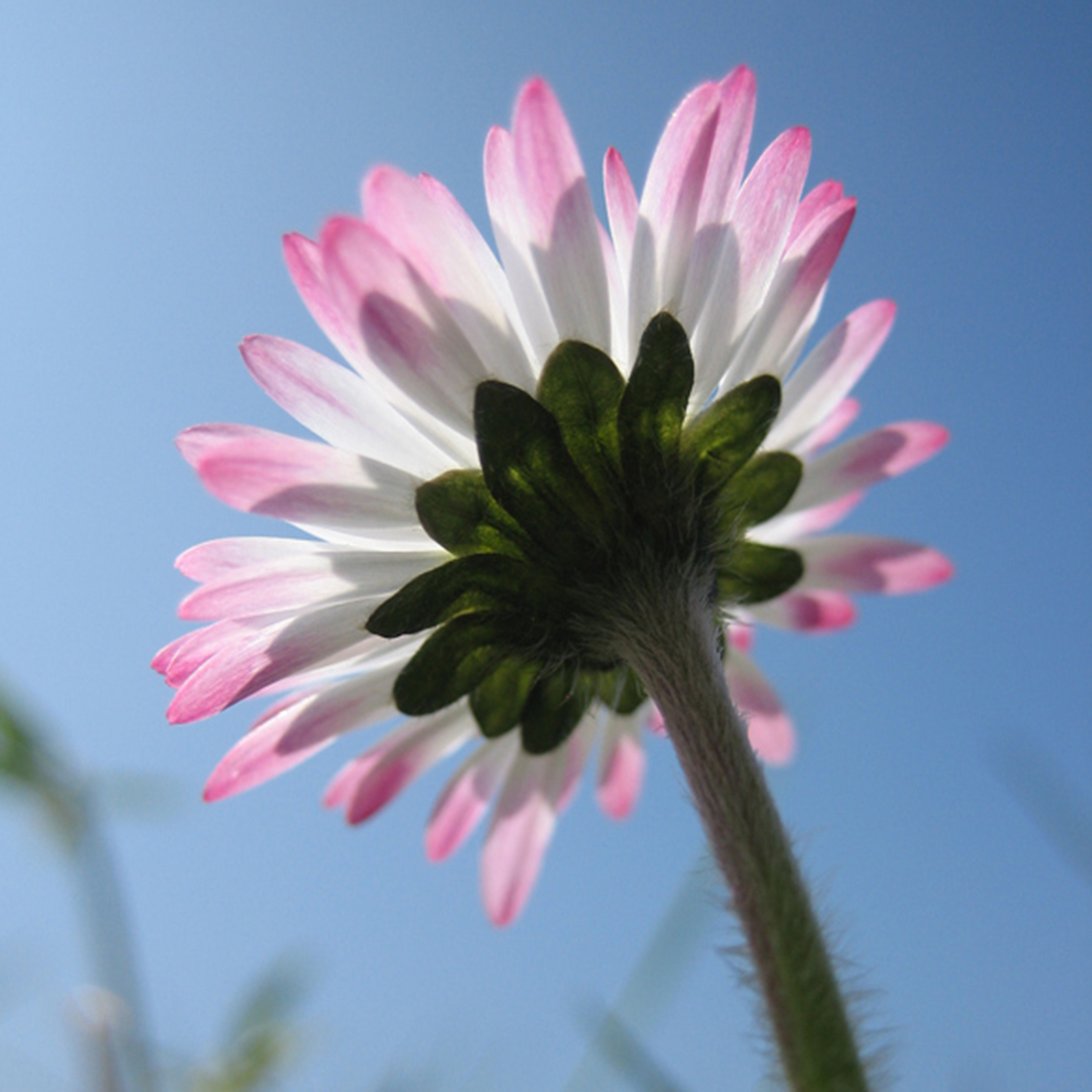 mn_fotografie_gaenseblume