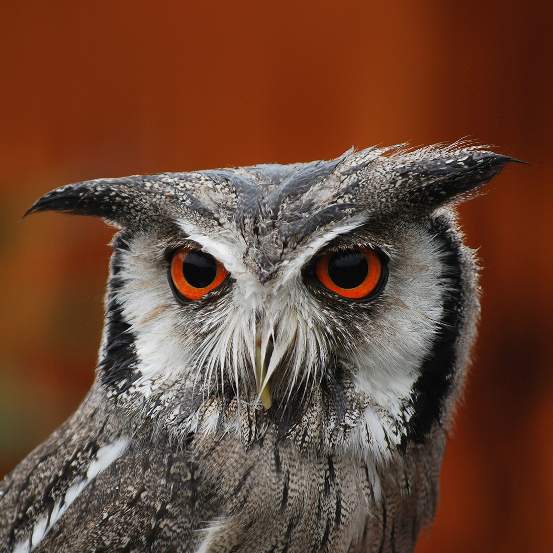 mn_fotografie_tiere-eule