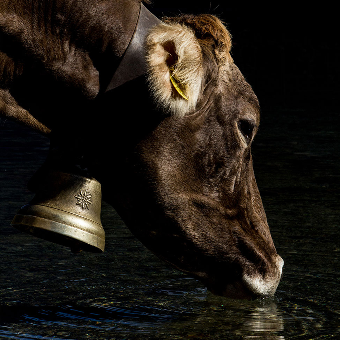 mn_fotografie_tiere-kuh