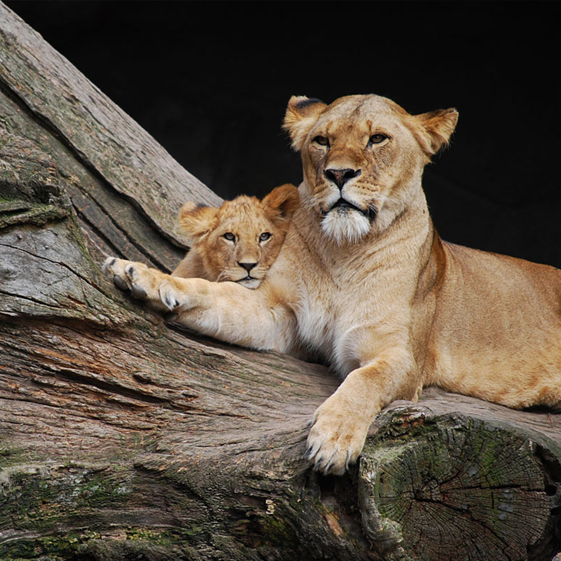 mn_fotografie_tiere-loewin