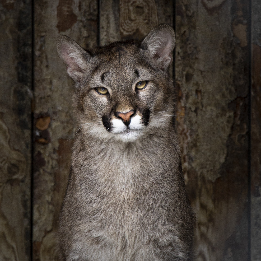 mn_portfolio_foto-tiere_puma