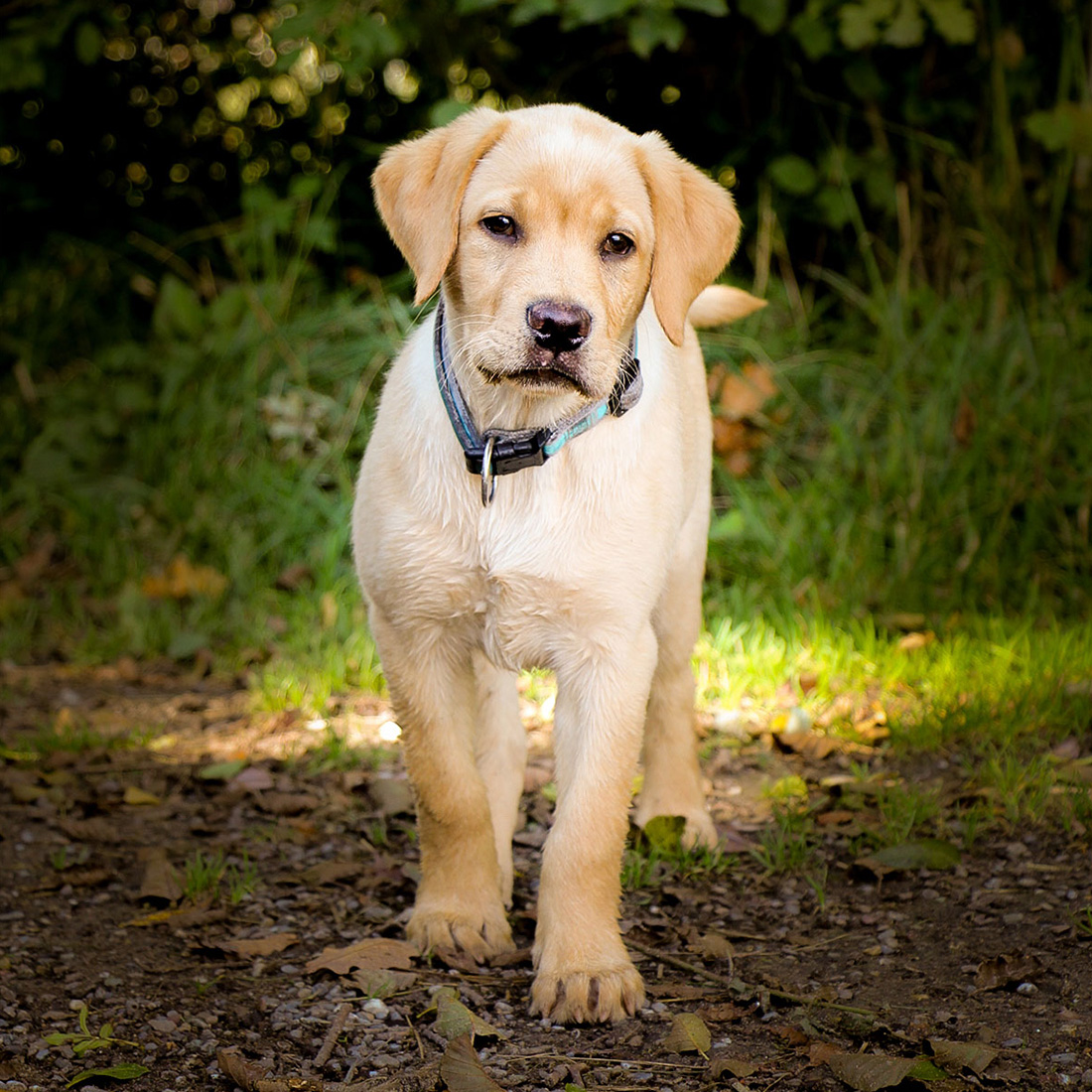 mn_portfolio_foto_hund1