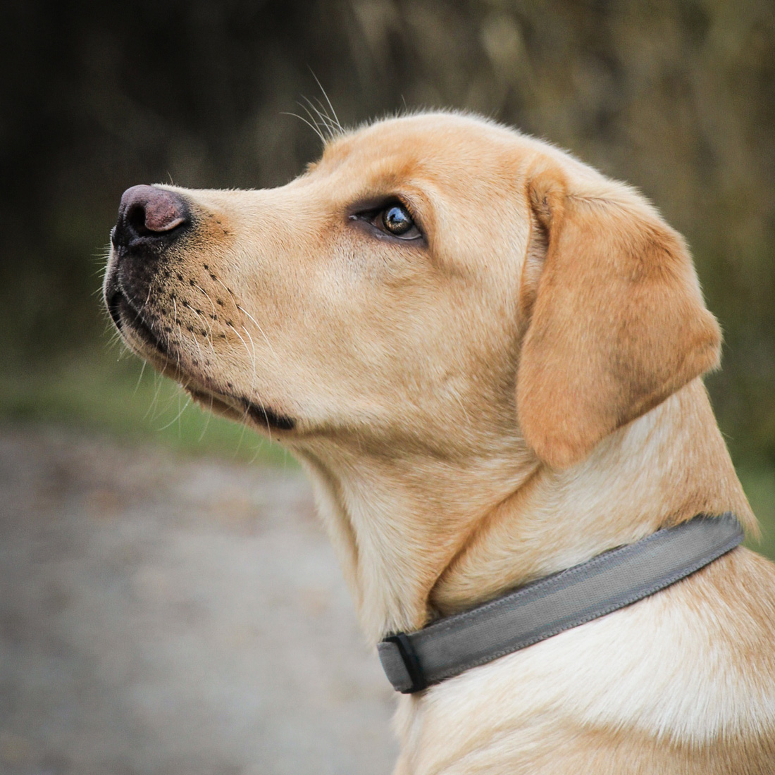 mn_portfolio_foto_hund2