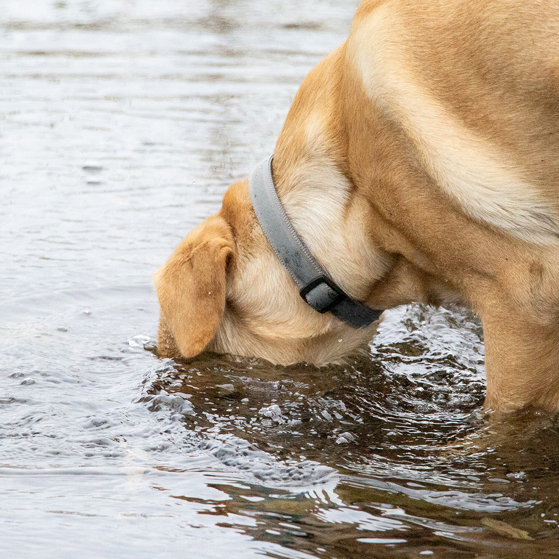 mn_portfolio_foto_hund3