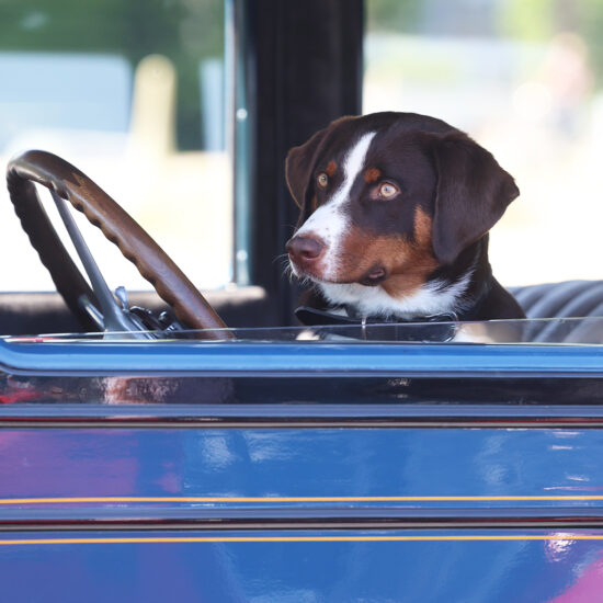 mn_portfolio_foto_hund_oldtimer-550x550